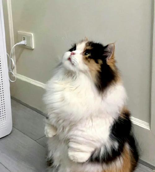 家猫断奶后的饮食需求（了解家猫的营养需求，让断奶更顺利）
