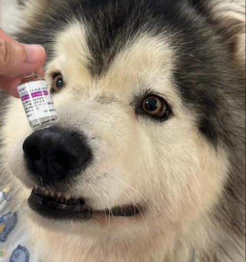 狗狗的食物过敏（了解狗狗食物过敏的迹象与处理方法，为宠物健康护航）