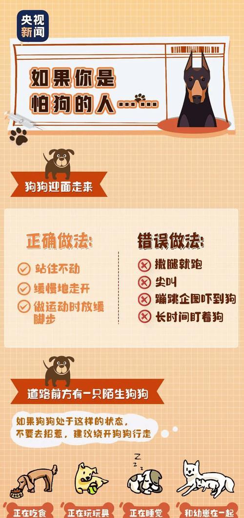如何科学养狗（掌握正确的养狗方法，让你的狗狗健康快乐）
