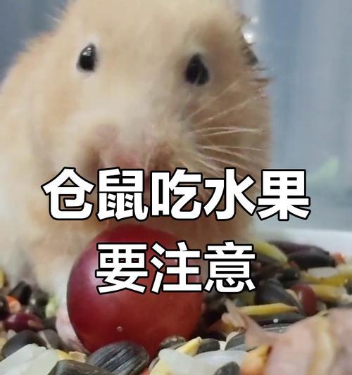 仓鼠的饮食需求与喜好（揭秘仓鼠的美食世界，从喝到吃都了然于胸）