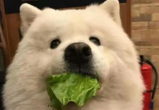 狗为什么吃青菜叶？（探索狗吃青菜叶的原因和好处）