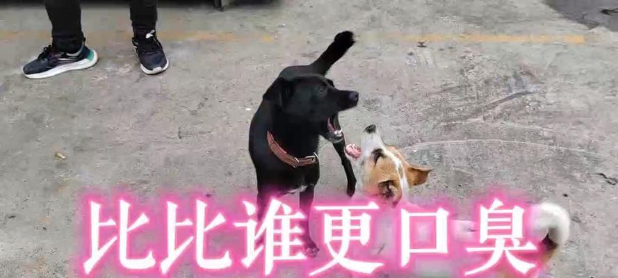 解决狗狗口臭问题的有效方法（让你的爱犬告别口臭困扰的科学饮食调理）