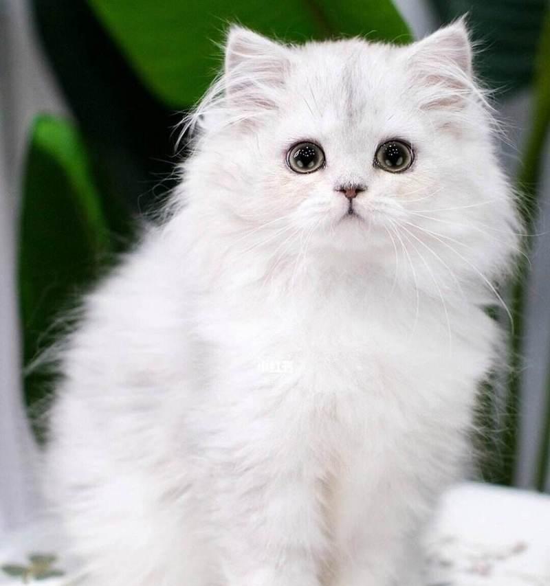 猫的外形和活动特点（探索猫咪的神秘世界）