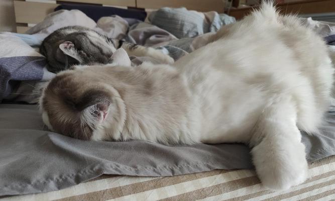 猫为何趴着抬头睡觉的奥秘解析（揭开猫咪趴着抬头睡觉的秘密）