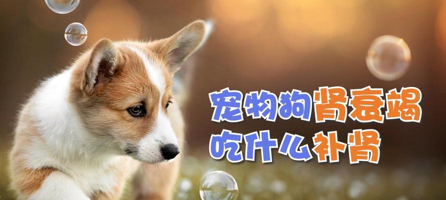 狗体检后如何补血（科学合理的饮食搭配，为狗狗补血提供有效解决方案）