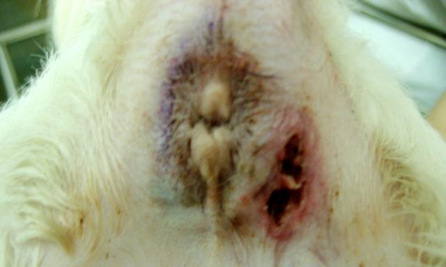 狗眼腺堵塞的原因及治疗方法（探究狗眼腺堵塞引发的眼部问题及解决方案）