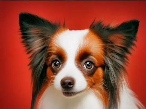 博美犬蝴蝶犬杂交（探索博美犬蝴蝶犬杂交品种的特点和优势）