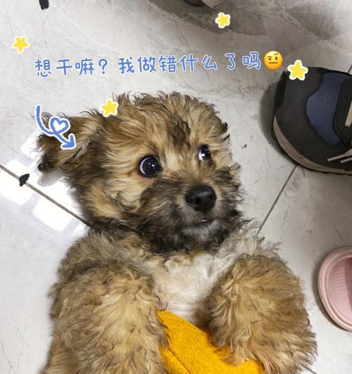 六个月狗的训练秘籍（培养听从指令、社交与适应能力的关键技巧）