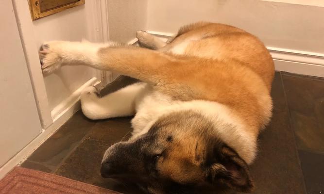 秋田犬之爱睡觉的奥秘（探秘秋田犬为何如此热衷于安眠）