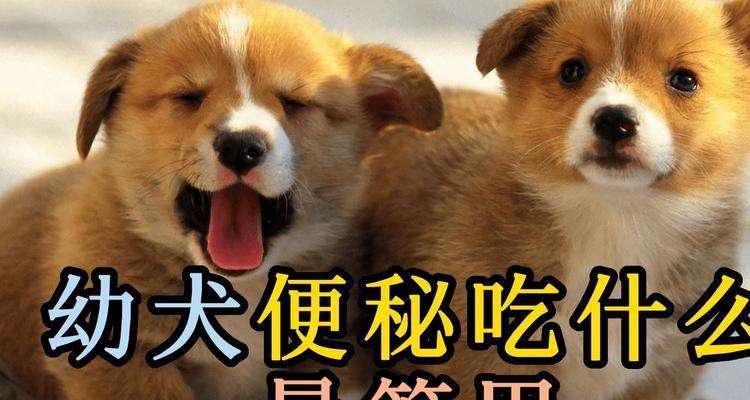 四个月幼犬的饮食指南（了解幼犬的食物需求及合理饮食安排）