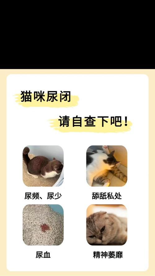 探究猫为什么到处小便的原因（了解猫的尿液标记行为及解决方法）