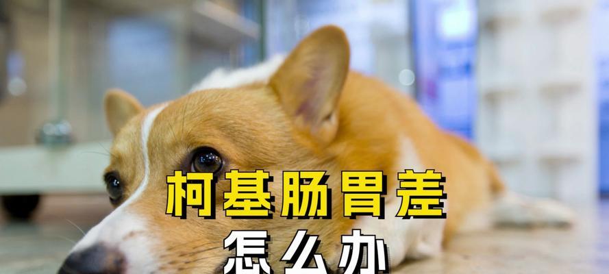 选择适合肠胃的狗种，健康宠物生活从养肠胃开始（探讨不同狗种肠胃特点，帮你选择最适合的伴侣）