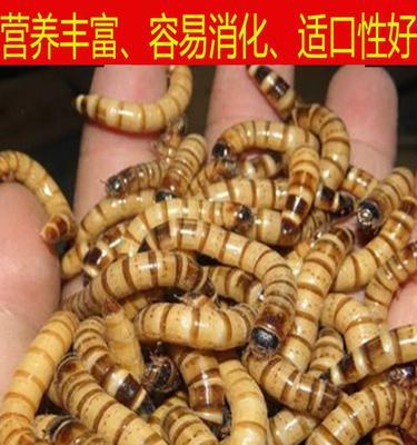 画眉鸟的食物习性及其对生态环境的影响（揭秘画眉鸟的食性和适应性，探讨其在食物链中的角色与重要性）