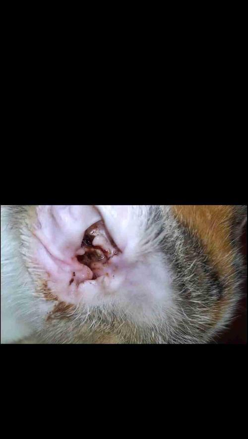 猫眼睛有黑黑的东西？教你轻松解决眼屎问题（猫咪眼屎如何清理？黑眼屎是什么原因引起的？）
