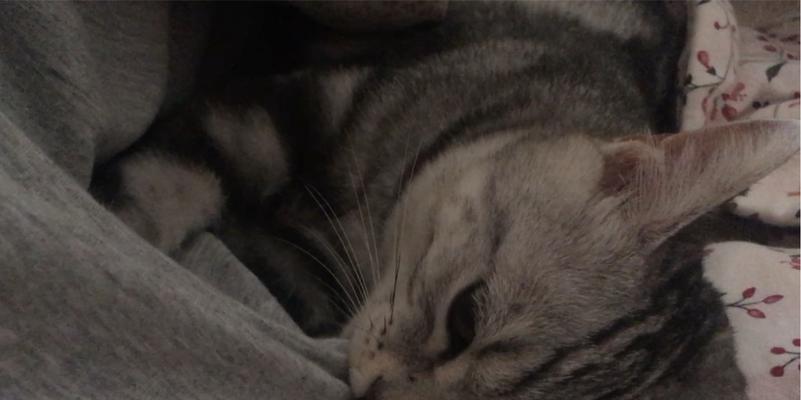 猫咪为什么喜欢趴在人胸上？（探寻猫咪喜欢趴人胸部的原因及影响）