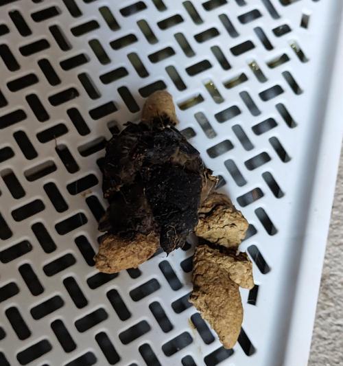 狗大便的颜色和质地（了解狗大便的特征，宠物健康始于每一次观察）