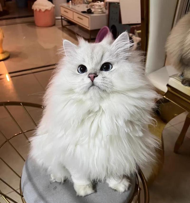 猫怀孕需要注意的事项（关爱猫咪孕育生命的重要注意事项）