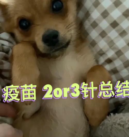 狗的第三针疫苗接种时间及重要性（为什么要在什么时候给狗狗打第三针？）