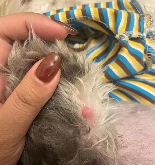 狗后腿肿了，怎么办？（狗后腿肿胀的原因和治疗方法）