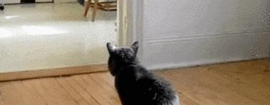 猫咪为何喜欢进房间？（探究猫咪进房间的原因与动机）