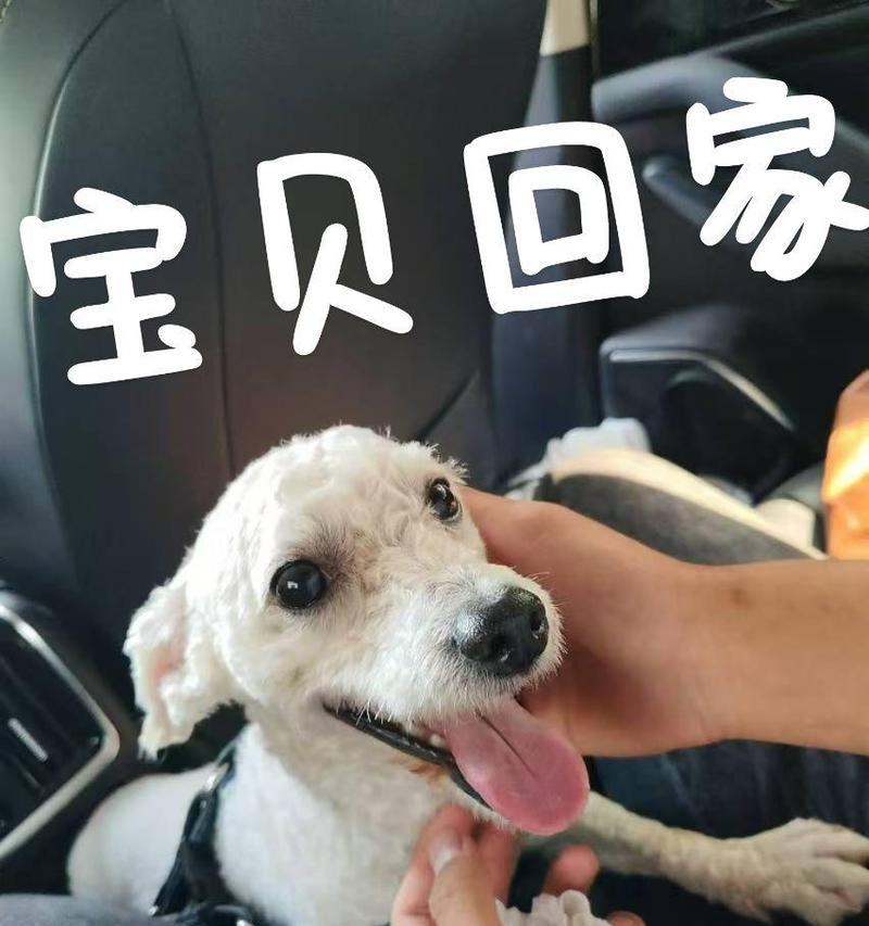 以比熊生狗前的征兆（了解这些征兆，为你的比熊妈妈提供最好的照顾）