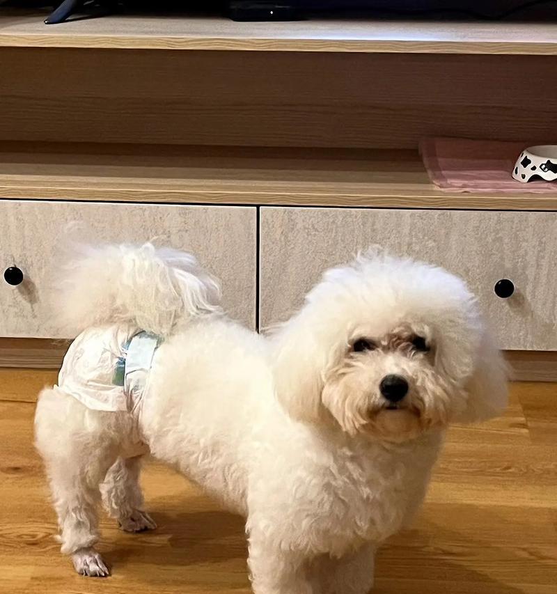 狗狗月经的周期和特征（了解狗狗月经，关注它的健康）