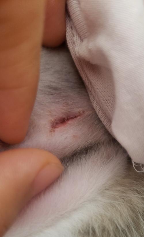 母猫发炎吃什么药？（了解适合母猫发炎的药物及其使用方法）