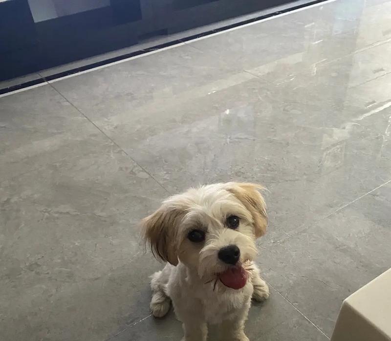 狗狗肝问题的常见症状及处理方法（了解狗狗肝问题，保护它们的健康）