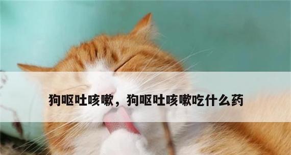 狗狗抽搐疼痛药物治疗指南（了解狗狗抽搐疼痛的原因及有效的药物治疗方法）