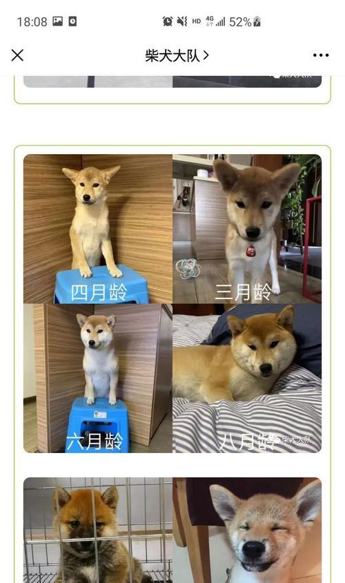 柴犬毛量丰富的时间和原因（揭秘柴犬毛量丰富的季节变化及成因）