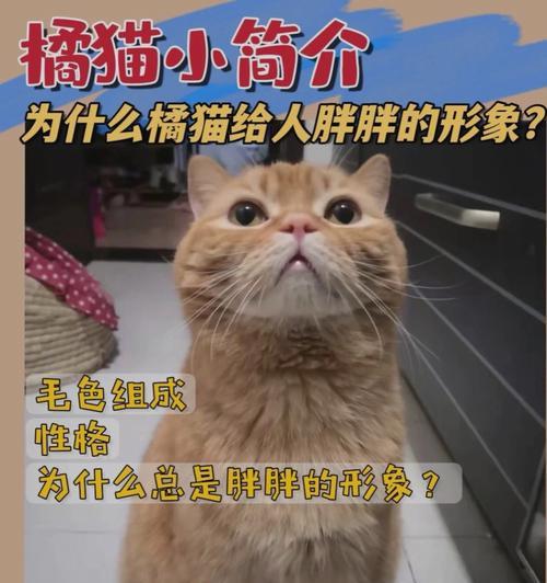 TheFascinatingWorldofCats（ExploringtheEnigmaticLivesofOurFelineFriends）