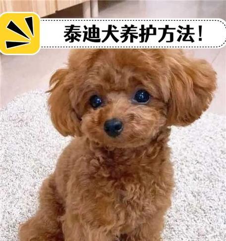 如何选择适合小奶狗的奶粉（为你的小奶狗提供最佳营养）