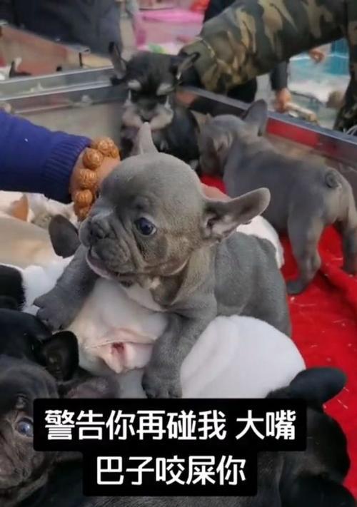 狗断奶的标准与方法（了解狗断奶的关键时刻和适当方式）