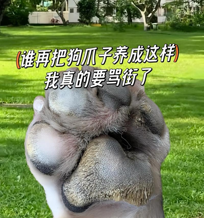 狗狗脚趾受伤，如何进行治疗？（探索有效的药物治疗方法）