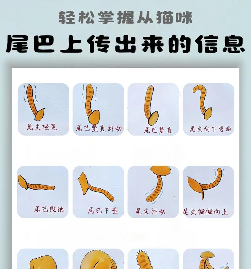 揭秘猫咪夹尾巴的意义（探寻猫咪的尾巴语言——为什么会夹尾巴？）