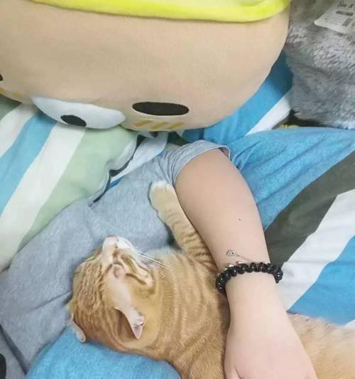 吸猫毒（猫咪的可爱诱惑下的人类毒瘾困扰）