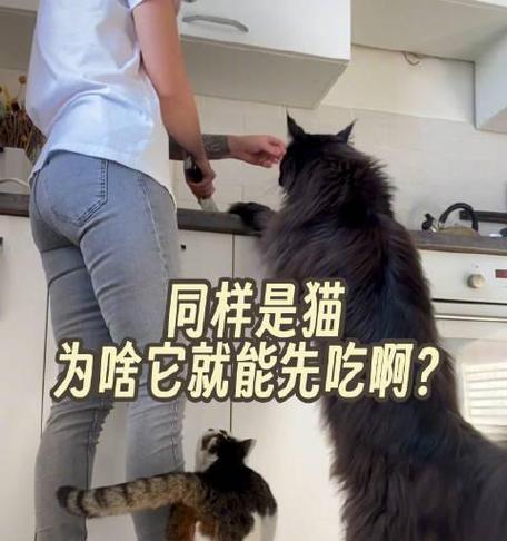 为什么猫会乱吃？（探究猫咪食物选择的原因与解决方法）