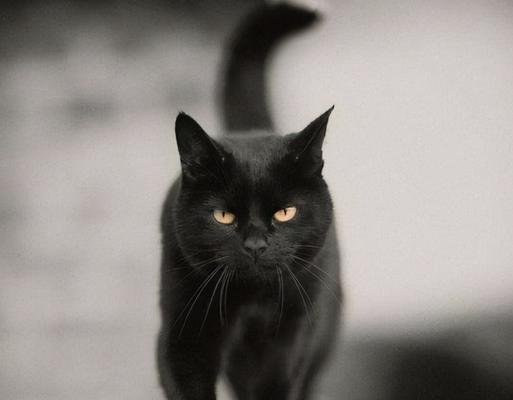猫耳朵上的黑色物质及其品种分析（探索猫耳朵上黑色物质的成因和可能的健康问题）