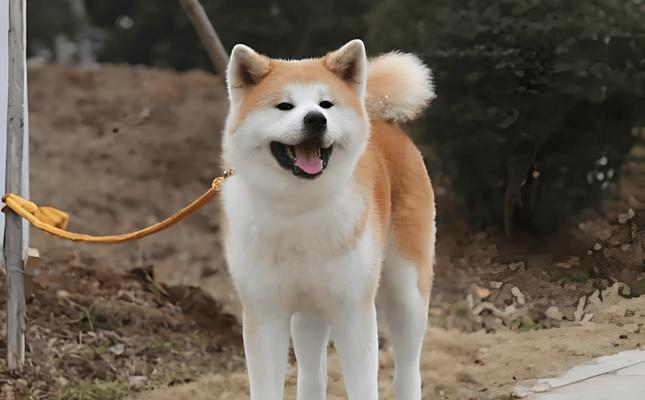 男性适合养什么品种的狗？（挑选宠物犬之前的关键考虑因素）