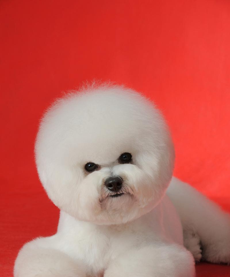 比熊犬为什么需要扒耳毛？（探究比熊犬耳毛扒除的原因和好处）