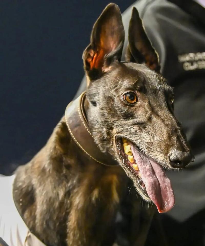 澳洲犬种优势（探索澳洲犬种的优势和魅力，寻找国内无法比拟的特质）
