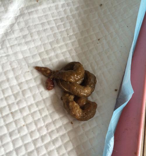 狗狗大便的正常表现及注意事项（了解狗狗大便，守护健康生活）
