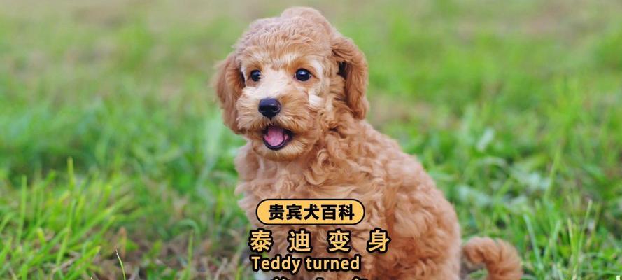 小泰迪吃撑了，出现了什么症状？（了解小泰迪吃撑后的常见症状及处理方法）