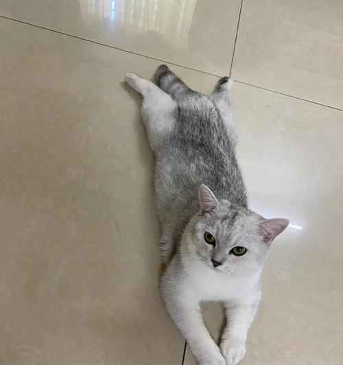 探究猫褪毛的原因及处理方法（猫褪毛现象解析及应对措施）