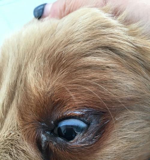 金毛犬为什么经常有眼屎？（探究金毛犬眼屎形成的原因和解决方法）