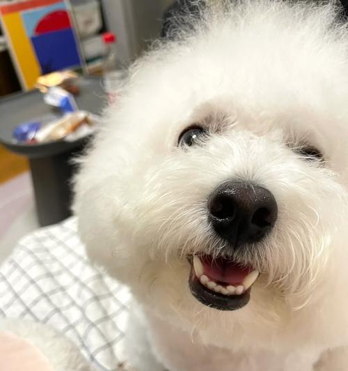 泰迪为什么突然间惨叫？（探索泰迪惨叫背后的原因和可能的解决方法）