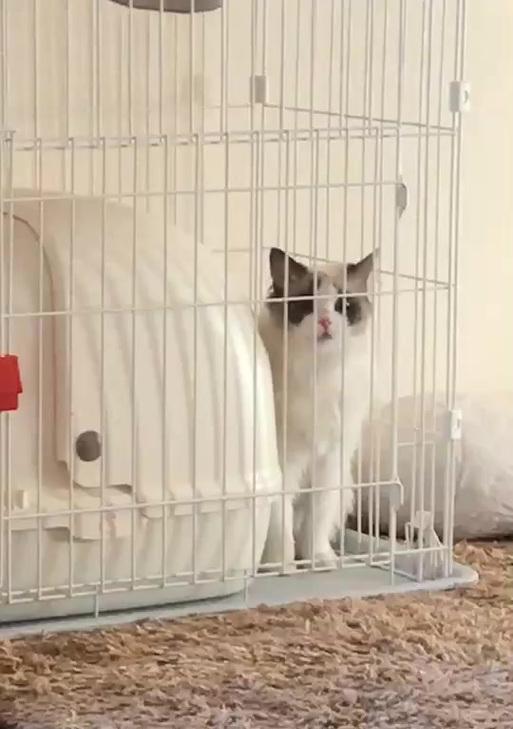 公猫为什么在抱着我抖？（探索公猫抖动行为的原因及其可能的解释）