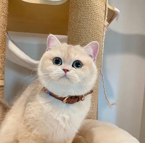 《探秘以眼睛小鼻子塌的猫咪世界》（揭开猫咪外貌特征背后的神秘面纱）