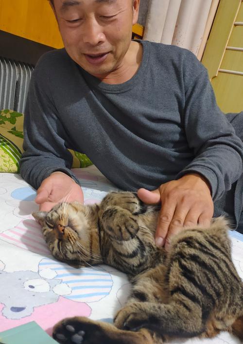 猫为什么不喜欢被抱？（探寻猫咪被抱行为的原因与解决方法）