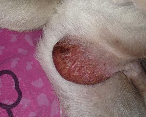 单睾丸对犬的影响（了解单睾丸引发的问题及处理方法）